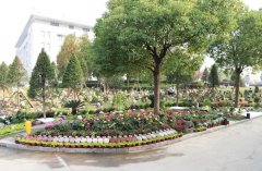 以树为碑：生命的另一种生长