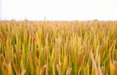 稻谷飘香迎丰年|九游会俱乐部生产基地奏响丰收乐章